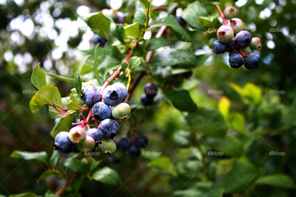 Growing blue berry