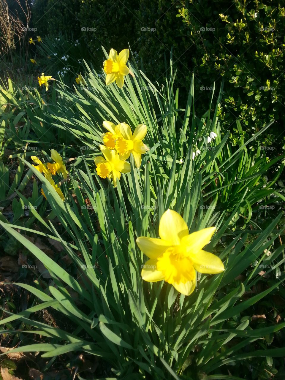 Bright yellow spring daffdils