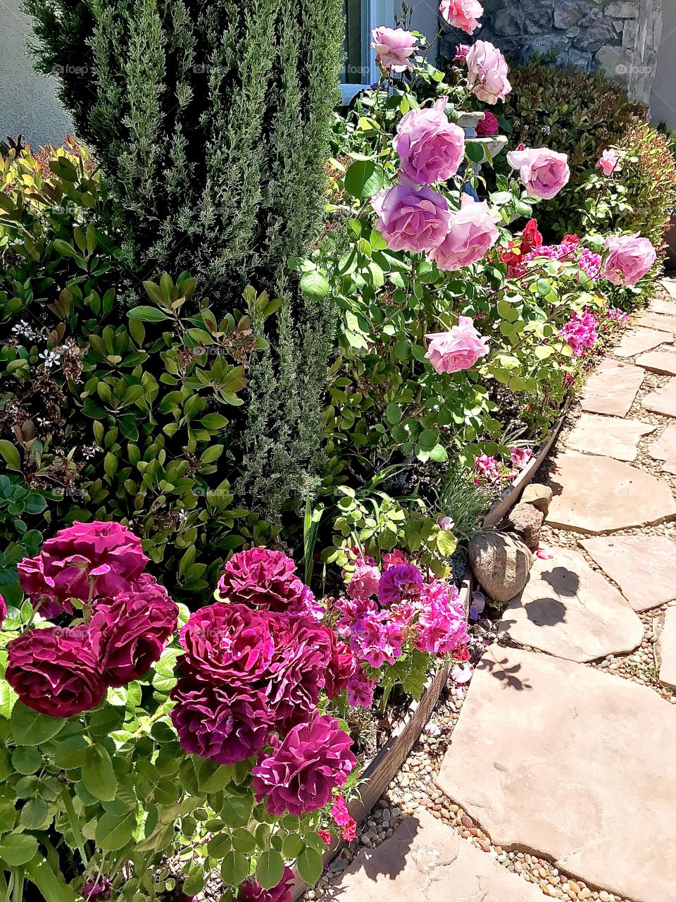 Roses bordering garden path 