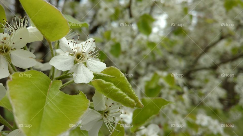 A blooming Dogwood tree in the middle of spring