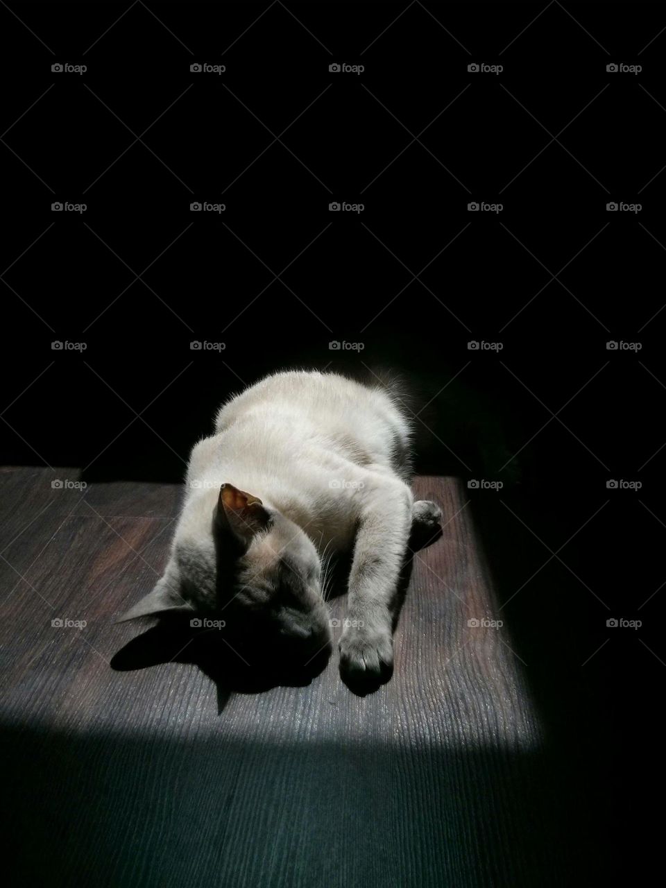 sleeping cat