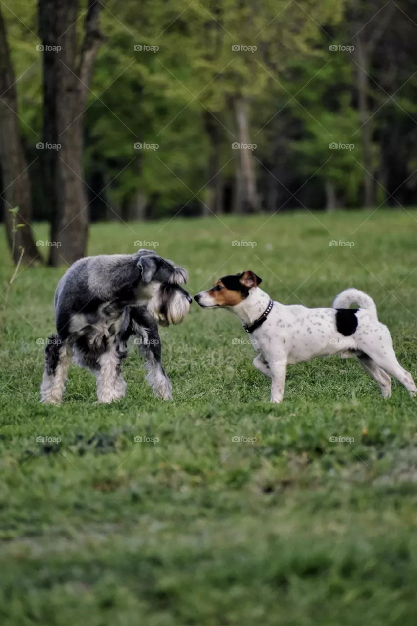 I love dogs