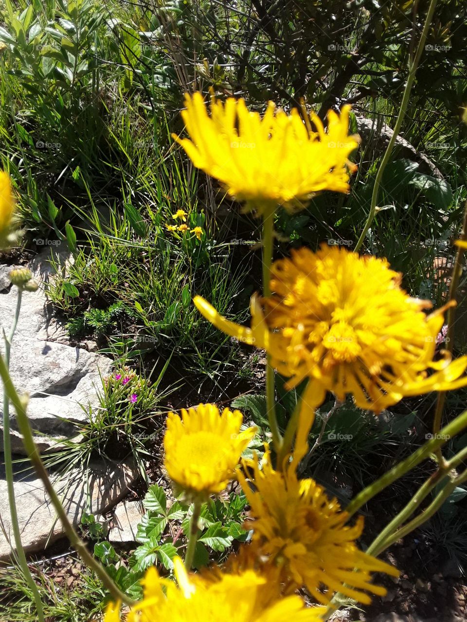 yellowish wild plant in summer time.