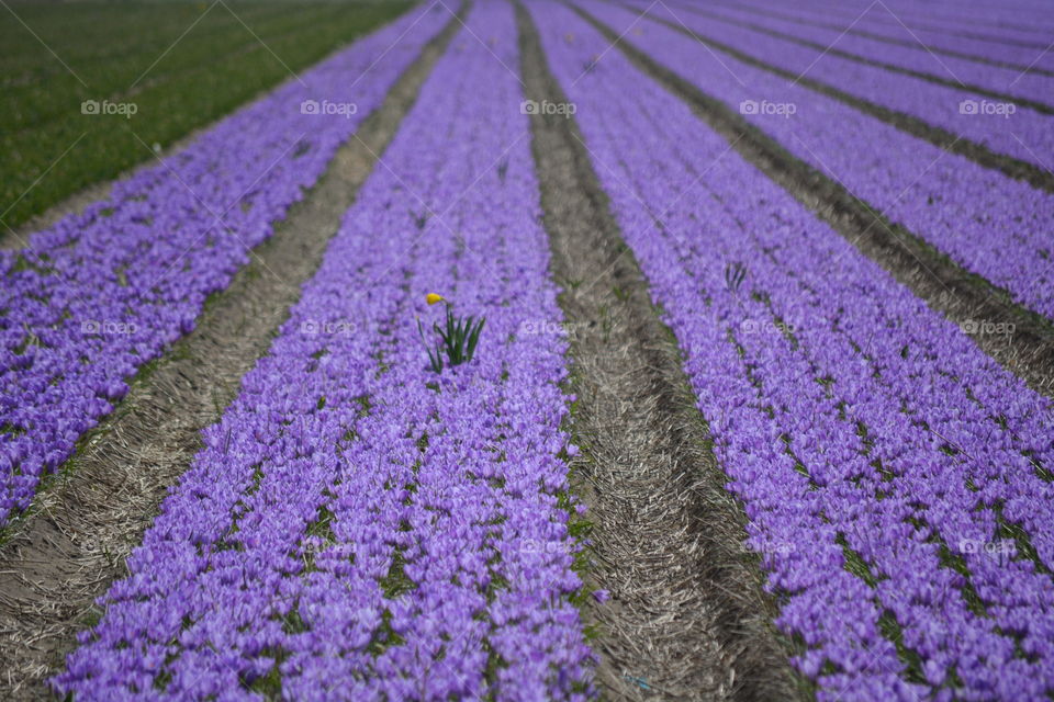 Field with crocuses