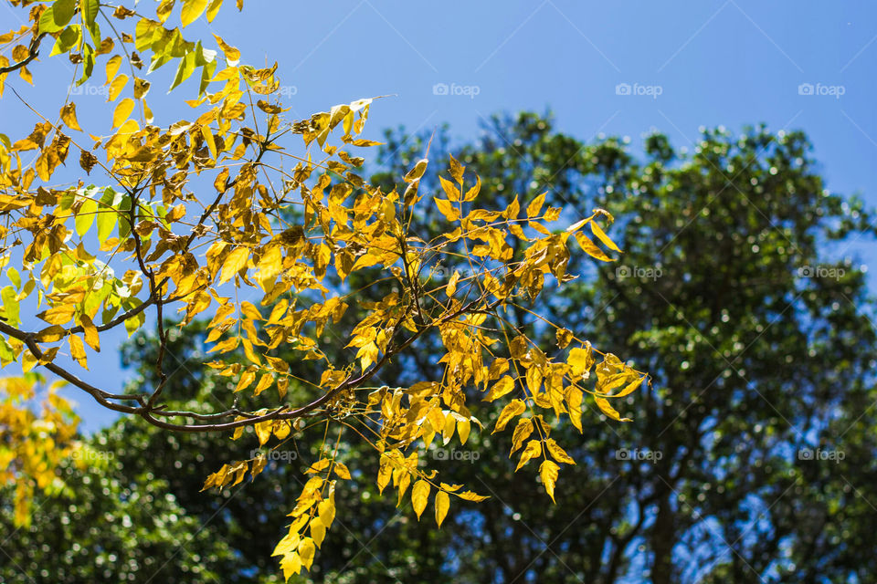 yellow tree