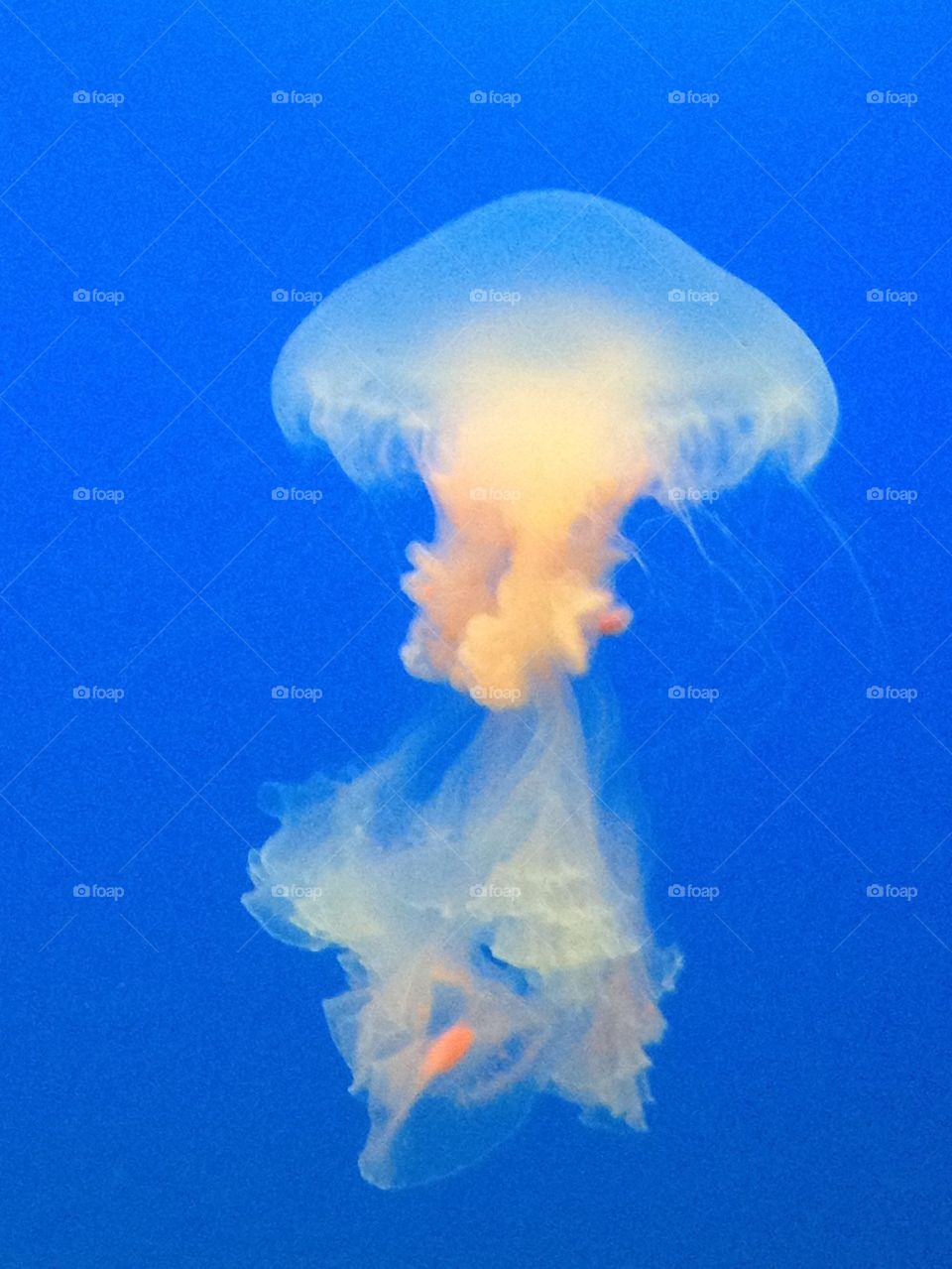 diving jellyfish by caritakoro