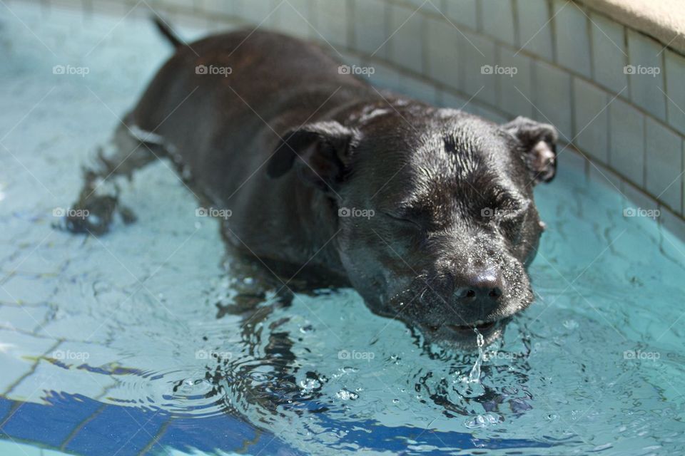 Dog in the pool