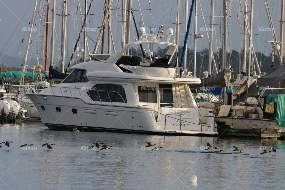 Geese and boats