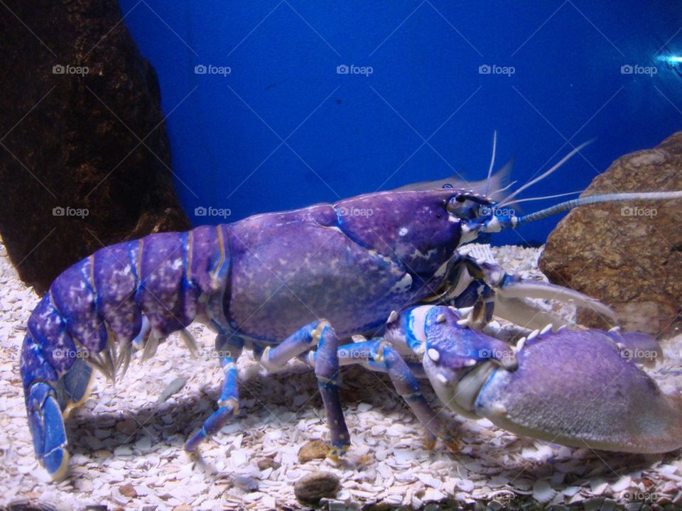 Blue Lobster