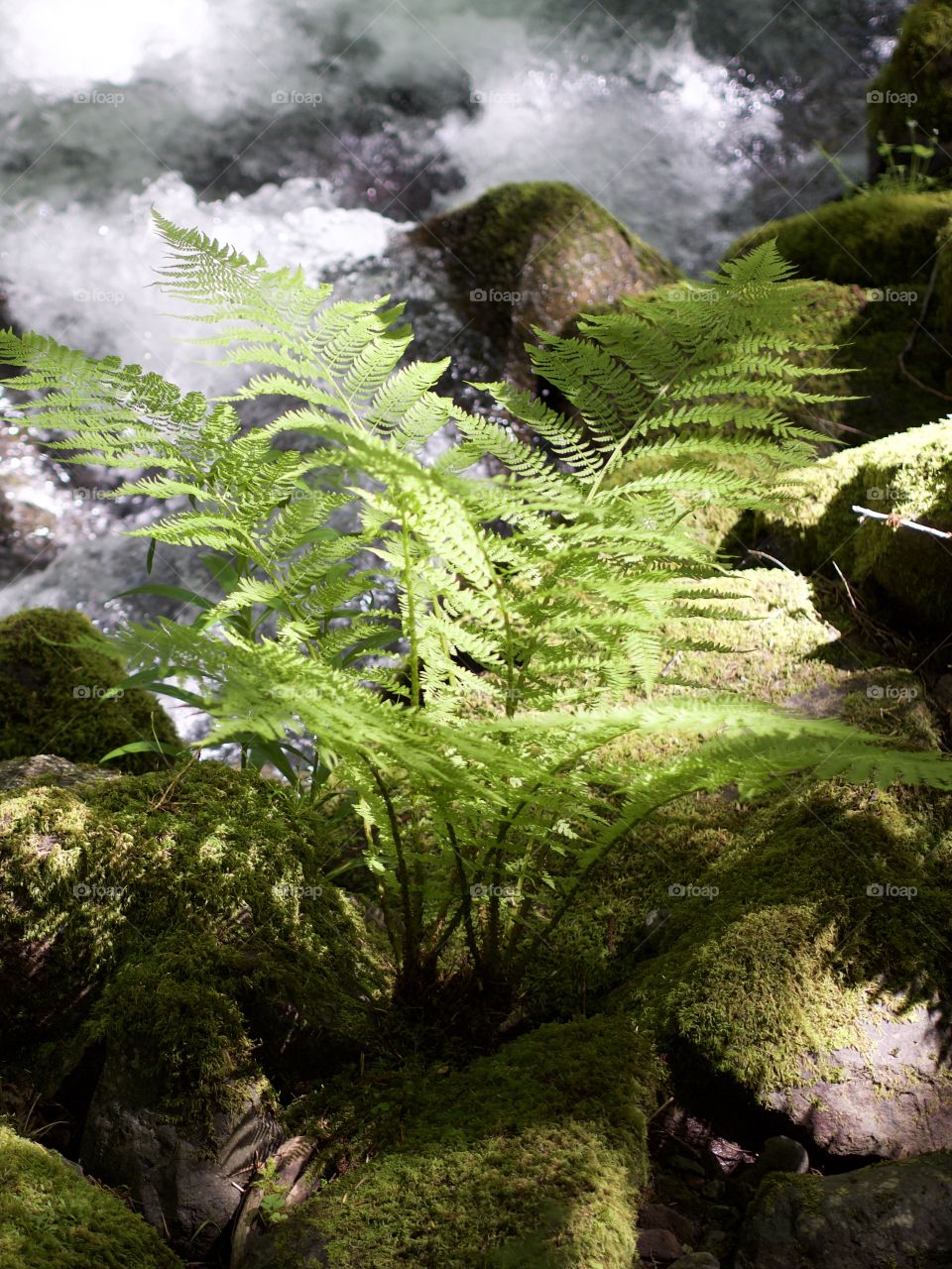 A wild fern plant highlighted by sun peaking through thick forests on the rocky banks of a rapid flowing creek in Western Oregon on a sunny spring day.