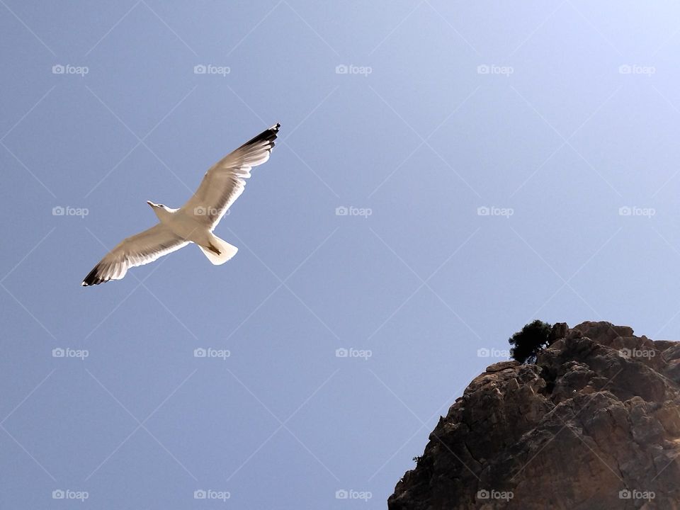 Seagull flying