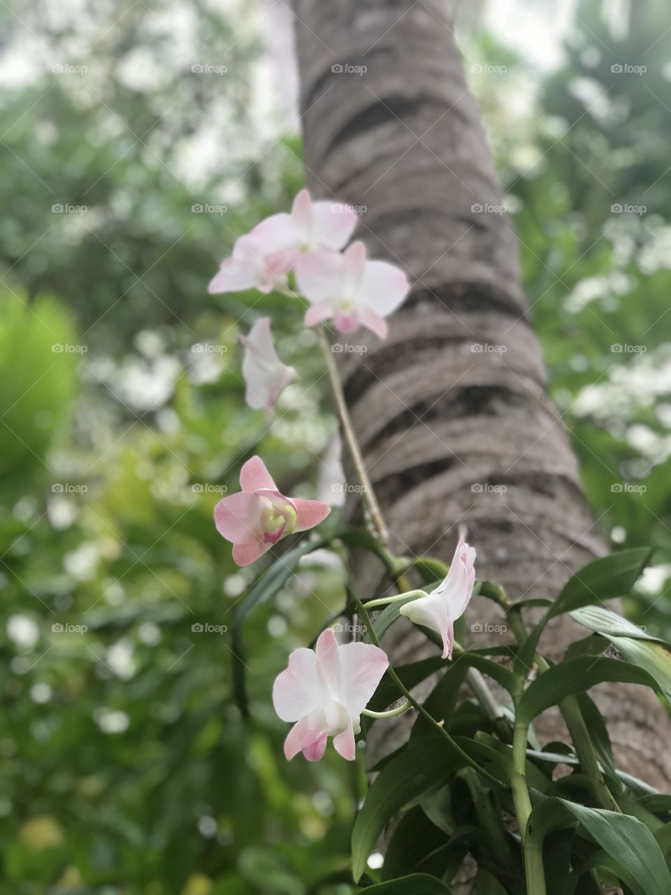Close up of pink orchids, raised in natural baskets on the trunks of coconut trees on an island in the Maldives.