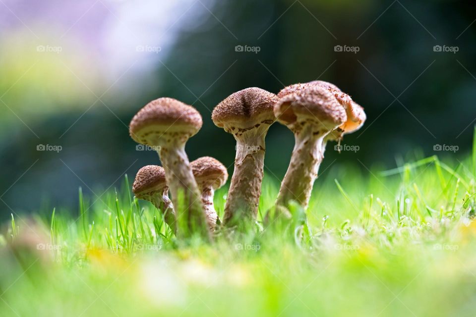 Mushroom