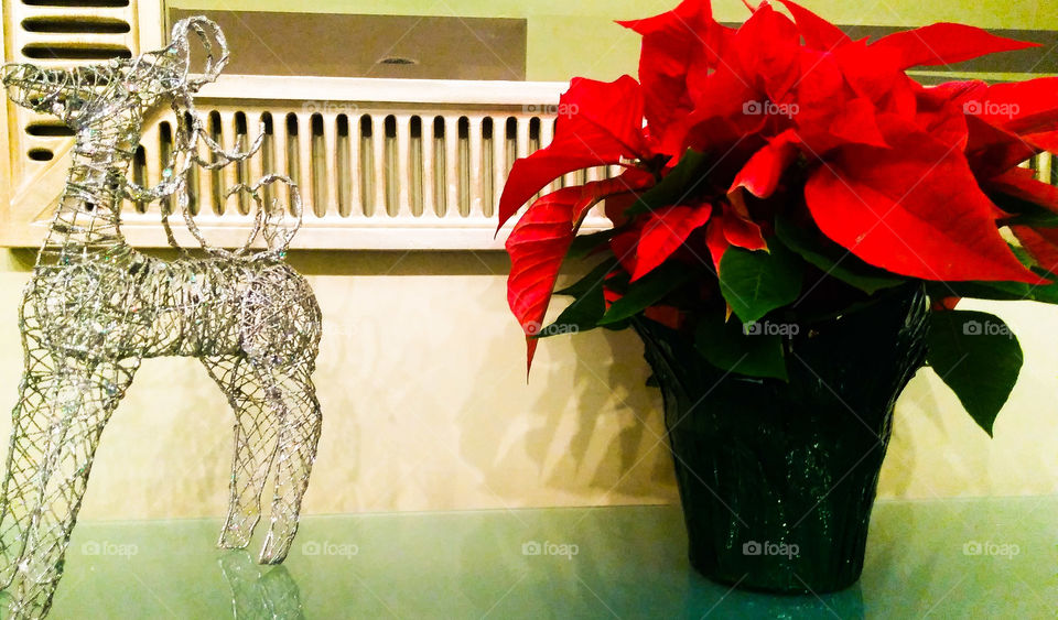 Poinsettia and a deer.