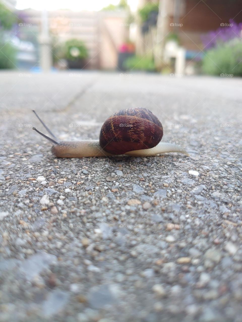 Our backyard snail "Gerrit"