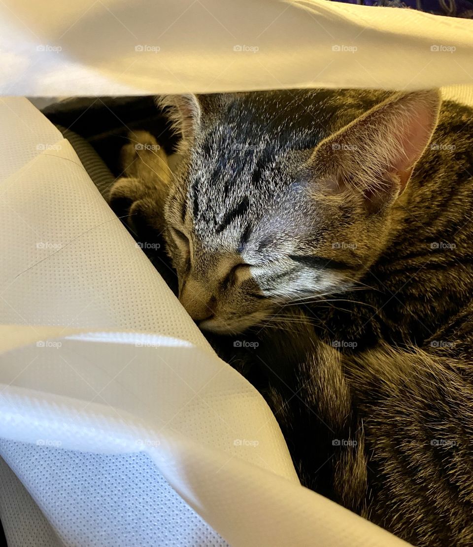Sleeping kitten hiding in bag