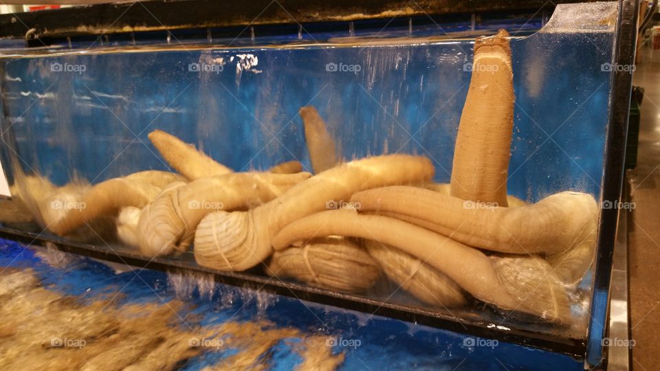 Geoduck. I love deoduck....one of the best seafood!