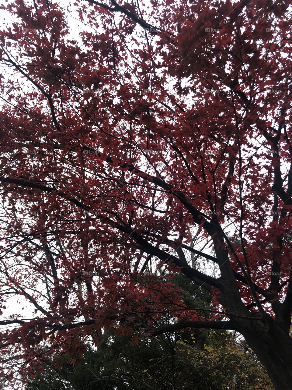 Red maple leaves in late Autumn 
