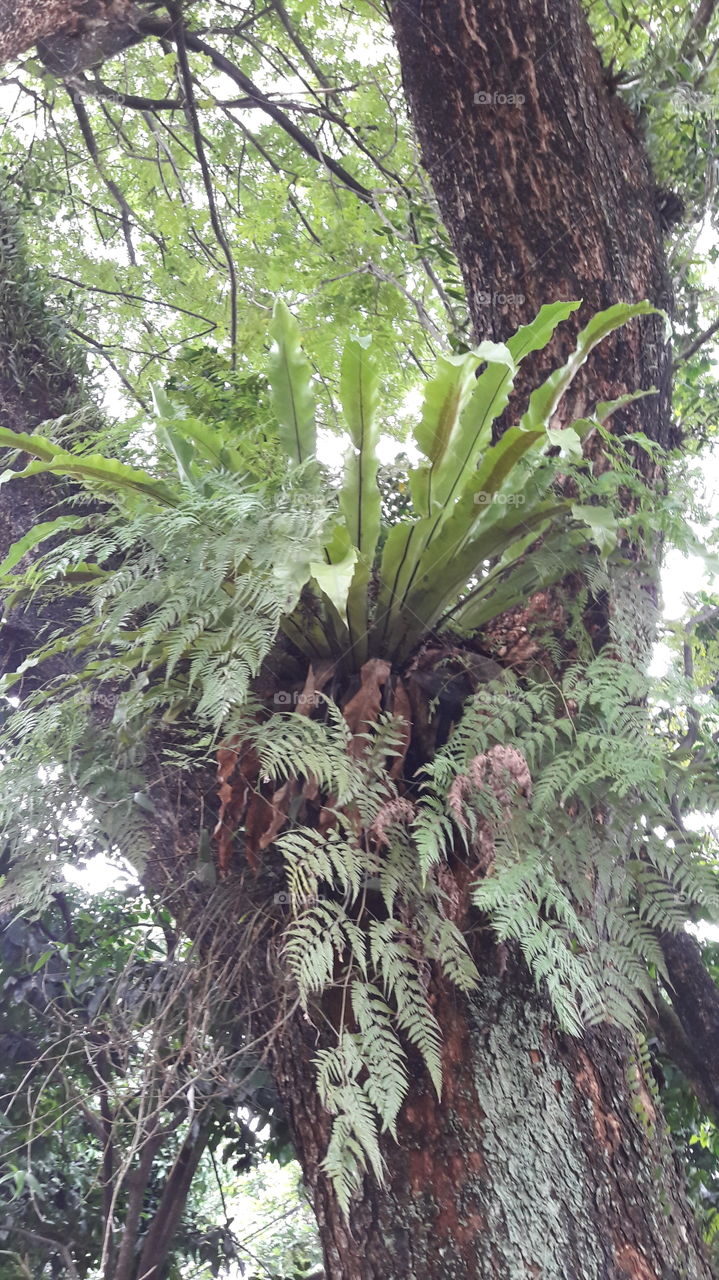 Ferns Tree