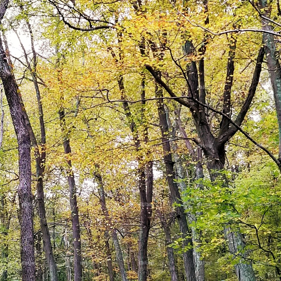 Wood, Fall, Leaf, Nature, Tree