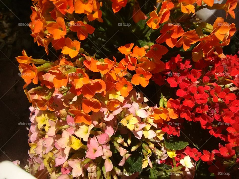 multi-colored  pentas