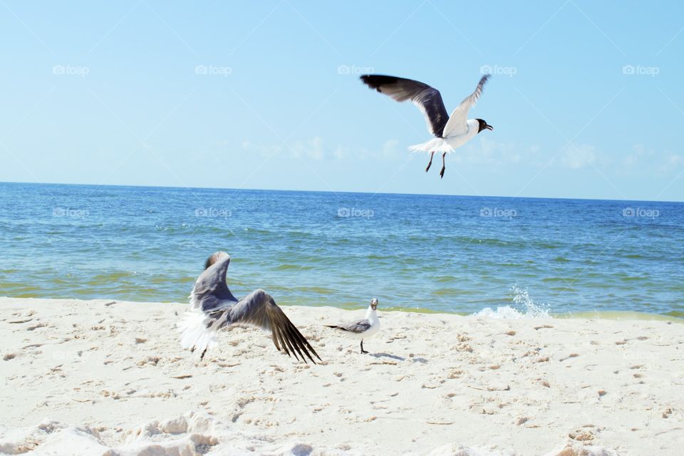 Beach  Birds