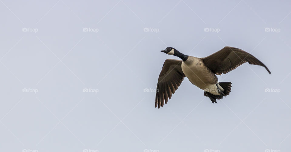 Goose flying 
