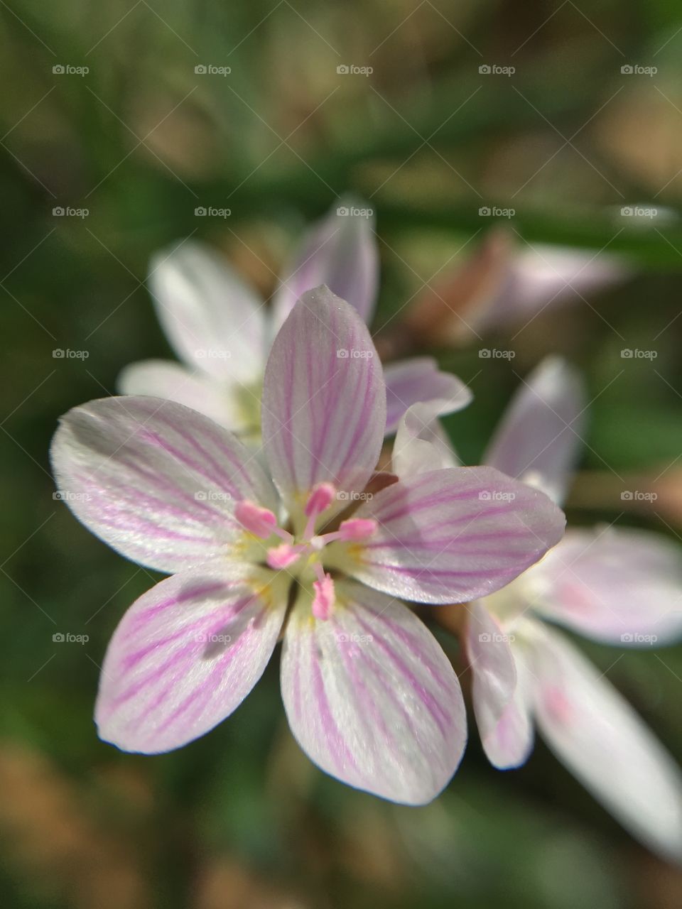 Macro pink and white flowers