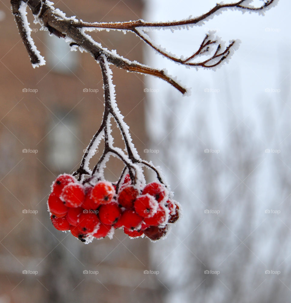 red rowan in snow