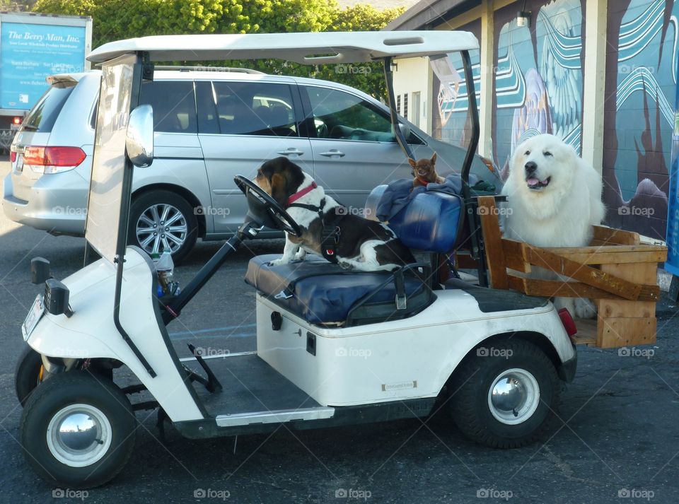 Dog Cart