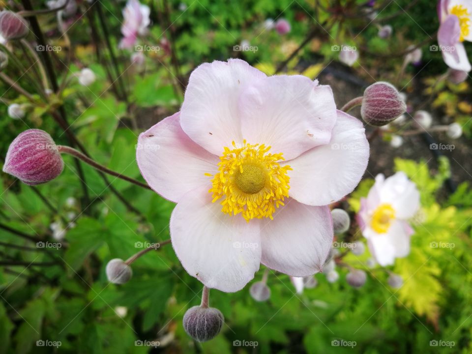 flowers