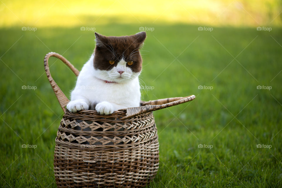 British shorthair cat