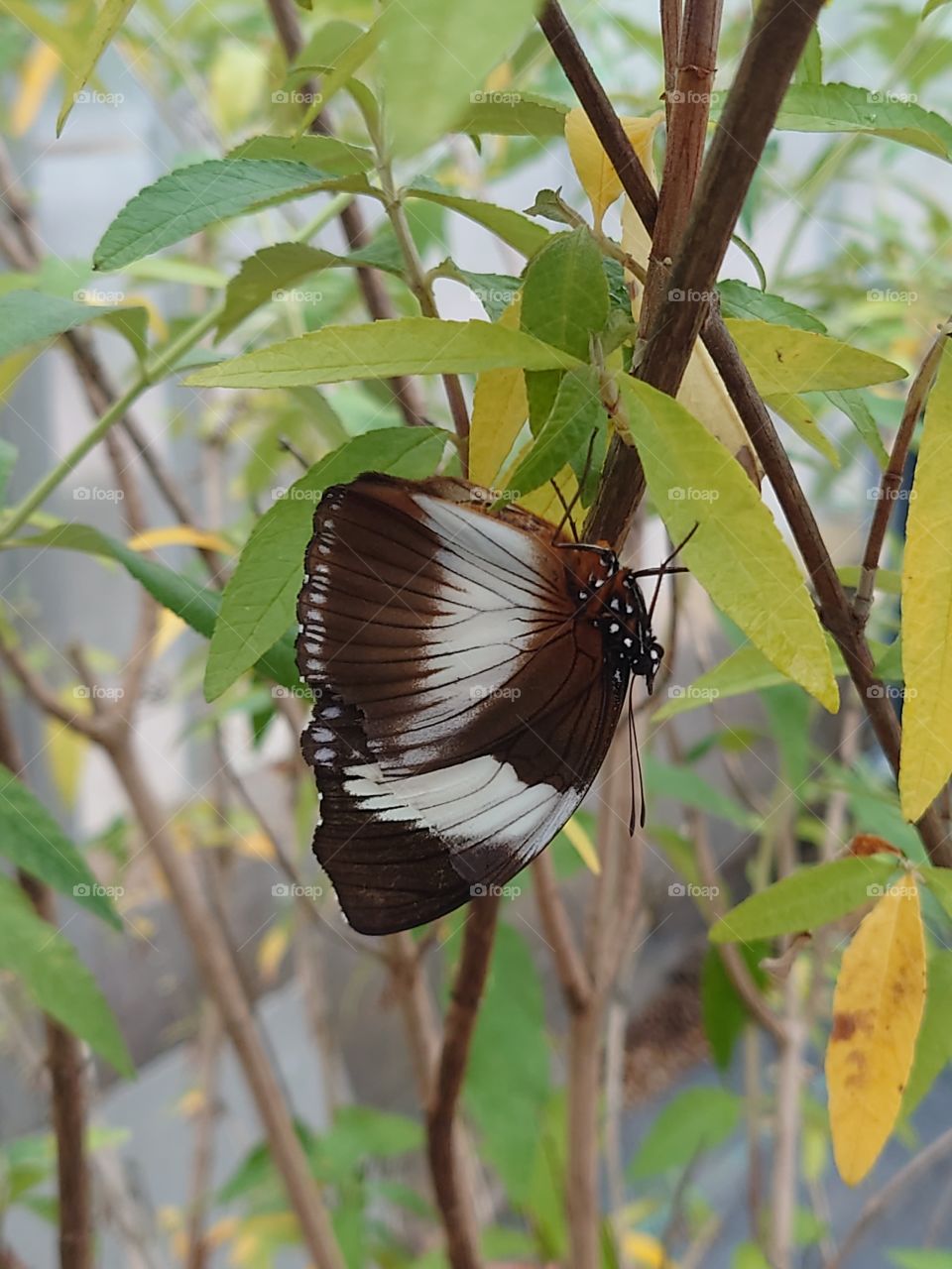 Brown butterfly in butterfly park