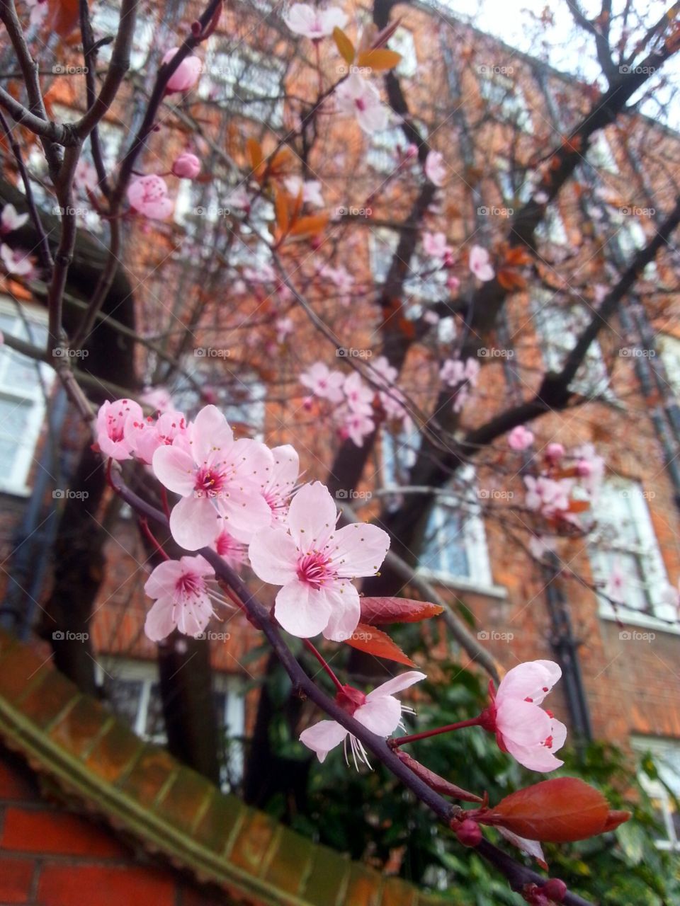 Cherry Blossoms in London