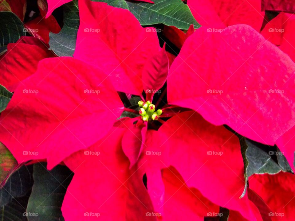 Poinsettia plant flower