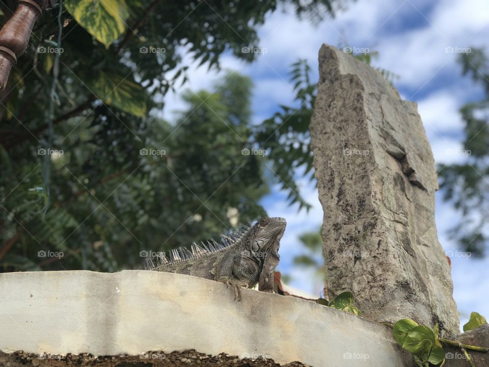 Iguana sitting on a ledge