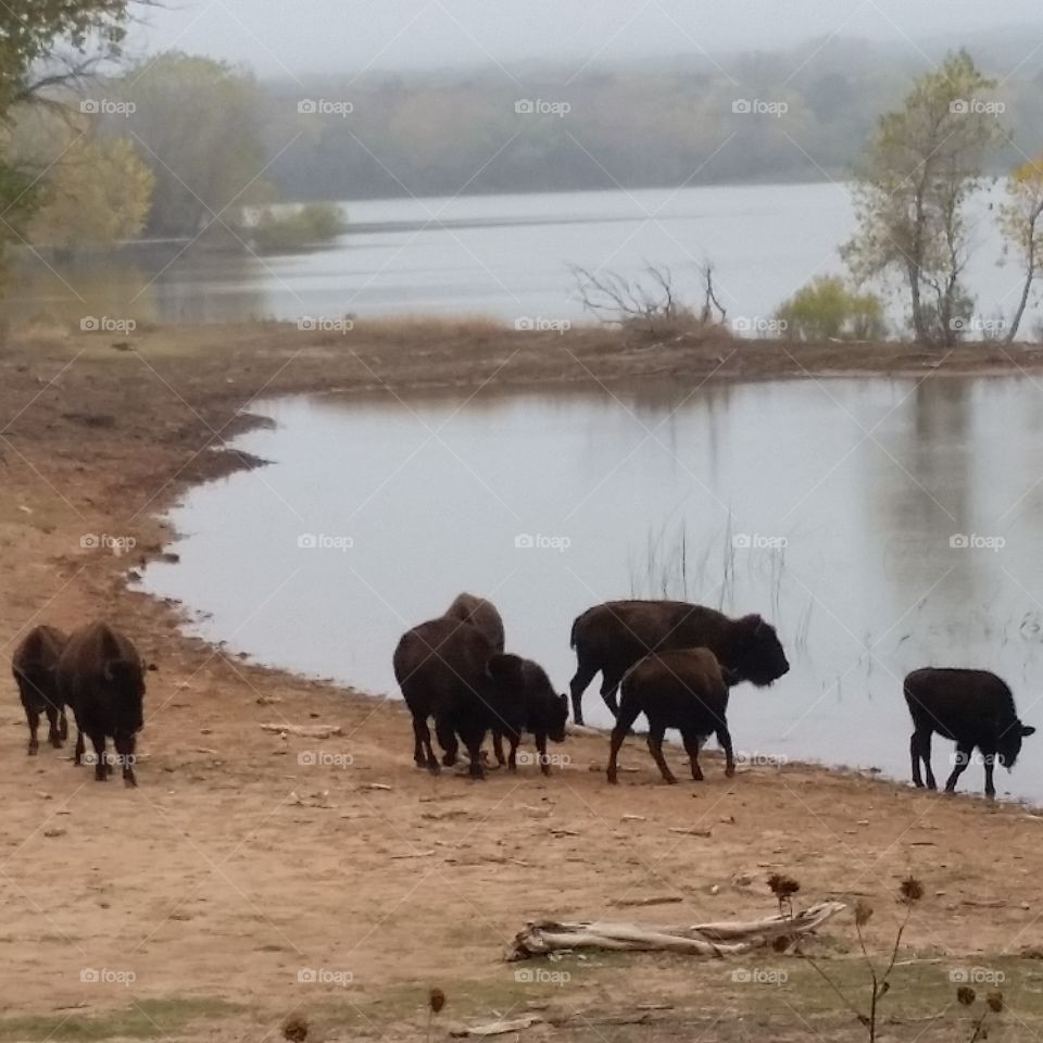 Buffalo at Caprock Canyons