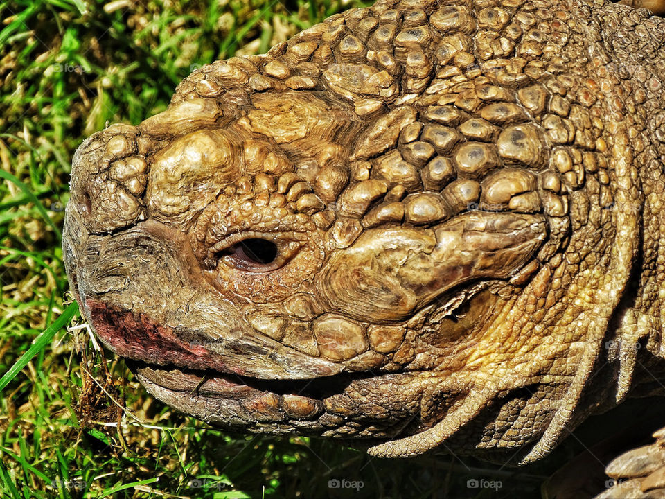 Close up of head of African tortoise