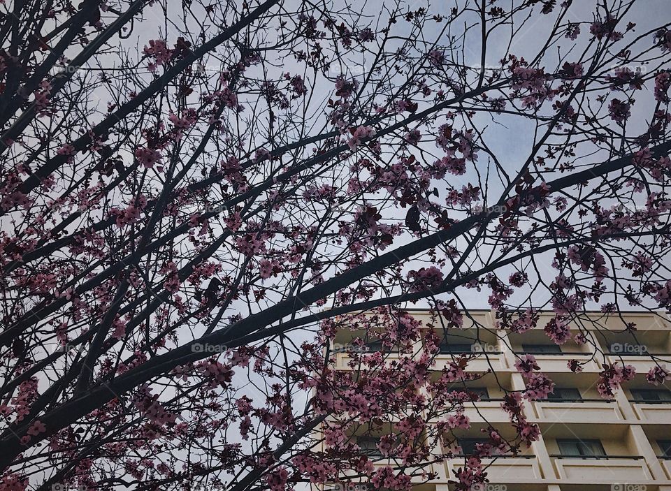First Cherry blossoms of 2017
