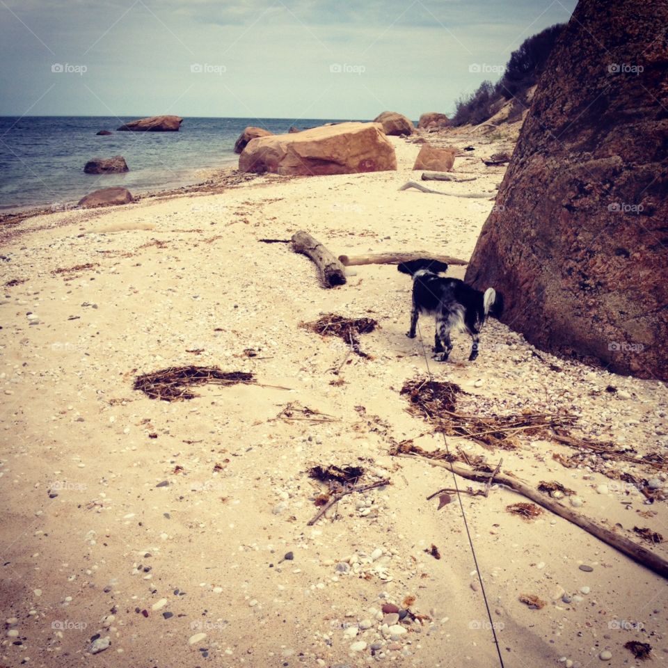 Beach with puppy 