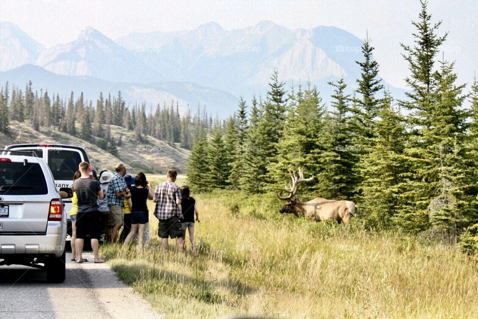 Tourists stop on roadside to view large elk in mountain pass