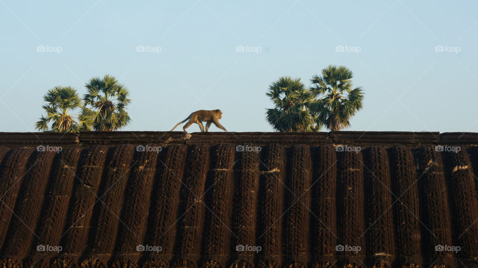Monkey on the roof