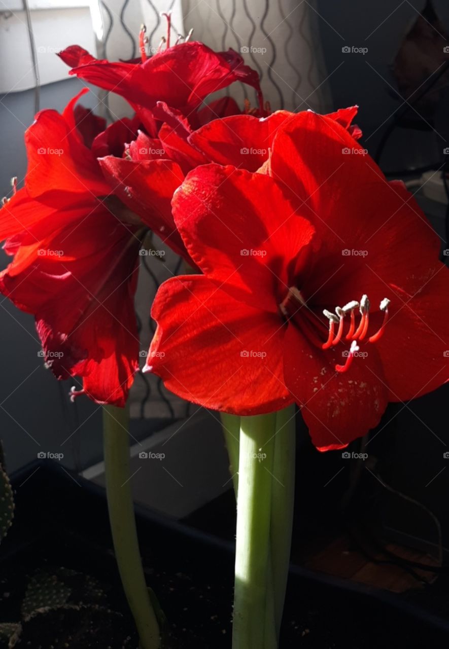 red amaryllis