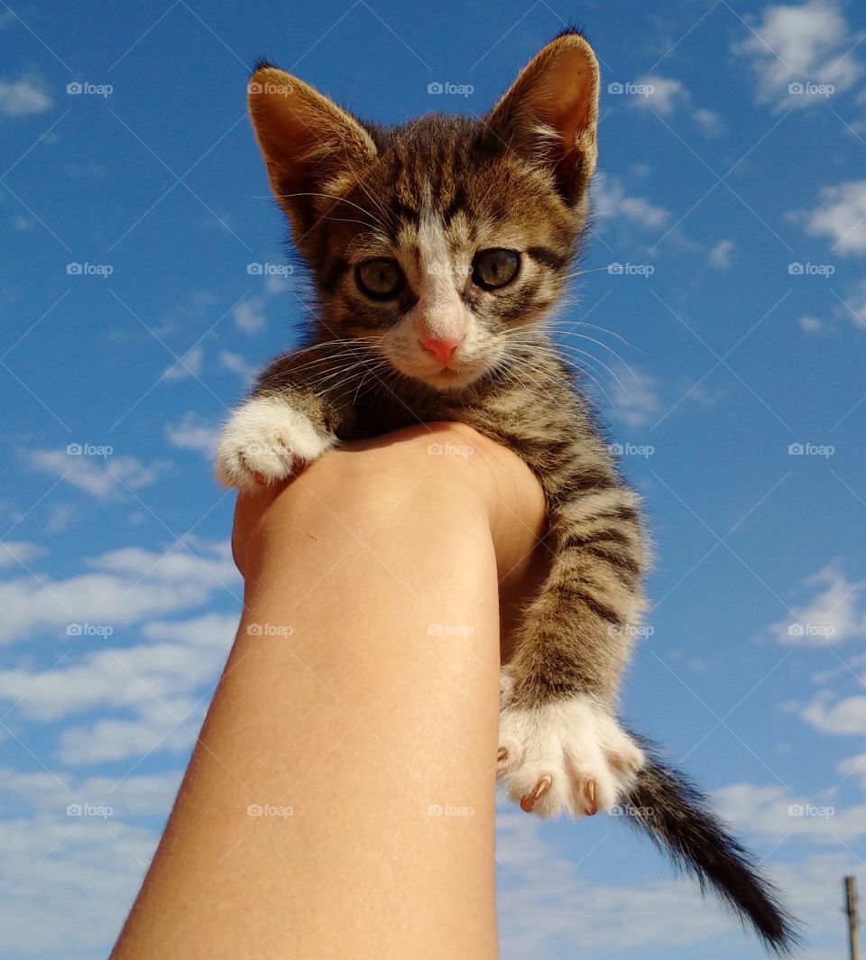 kitten is sitting on the arm