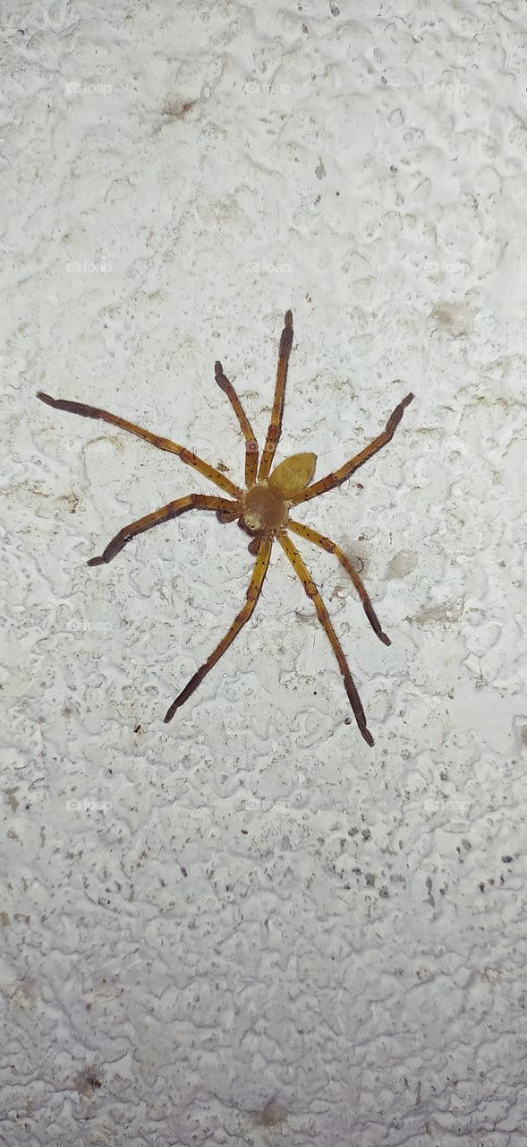 spider image