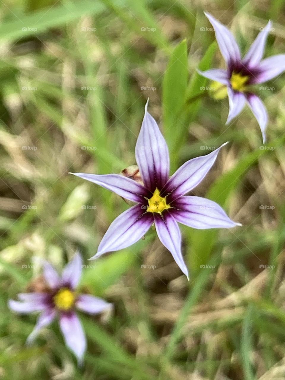Verão com pequenas flores silvestres. Belas e muito delicadas na cor roxa e miolo amarelo.