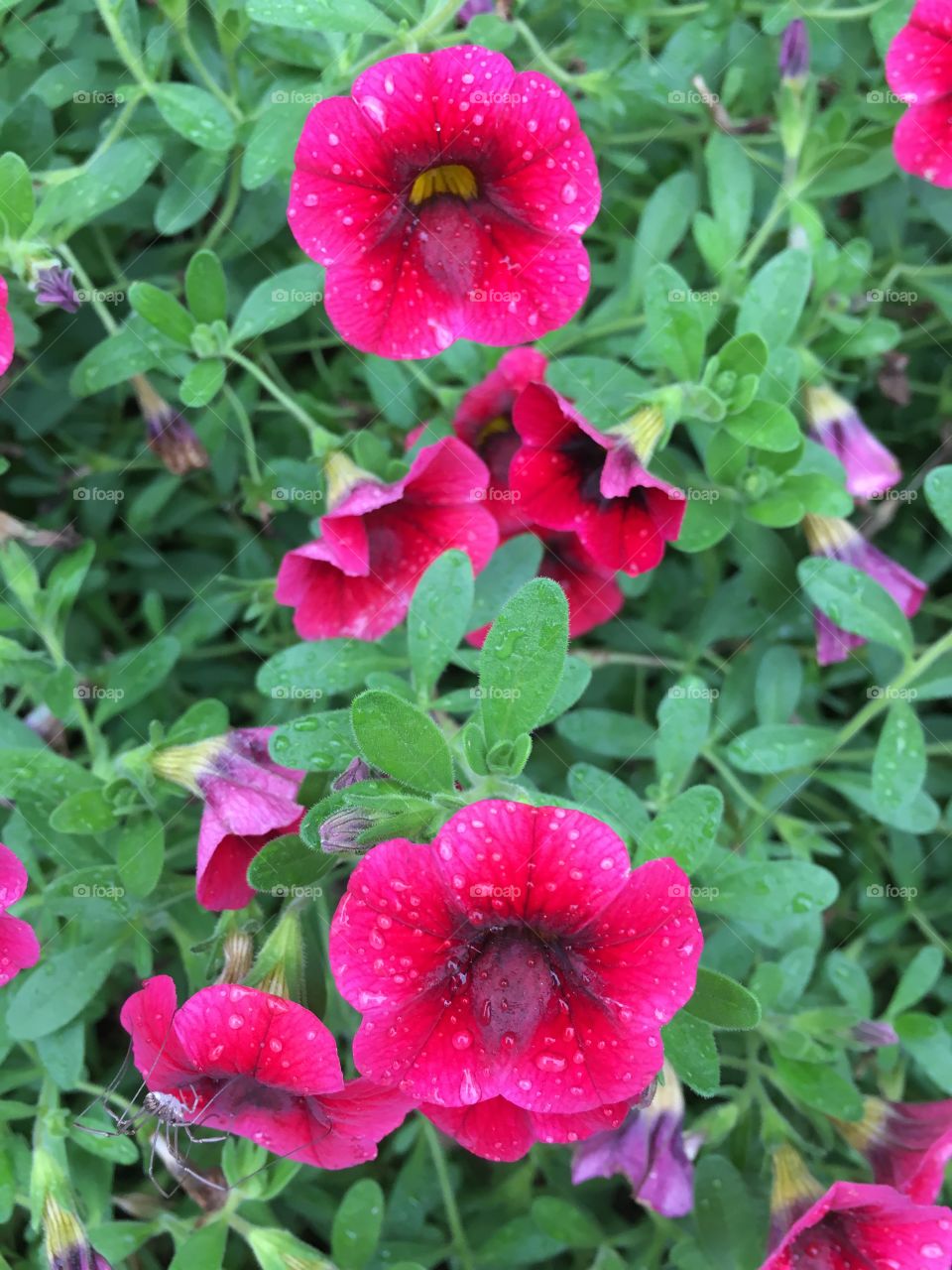 Red flowers 