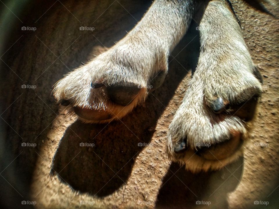 patas do cão