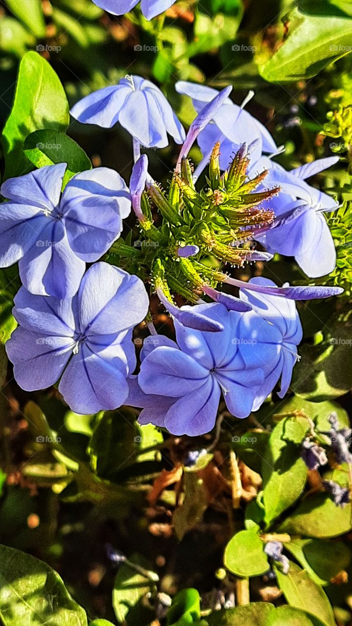 Purple flower,flower,nature,reflection,landscape,summer,colorful,botany,spring,plant,blossom,floral,garden,petal,Purple,season,romance,love, sun