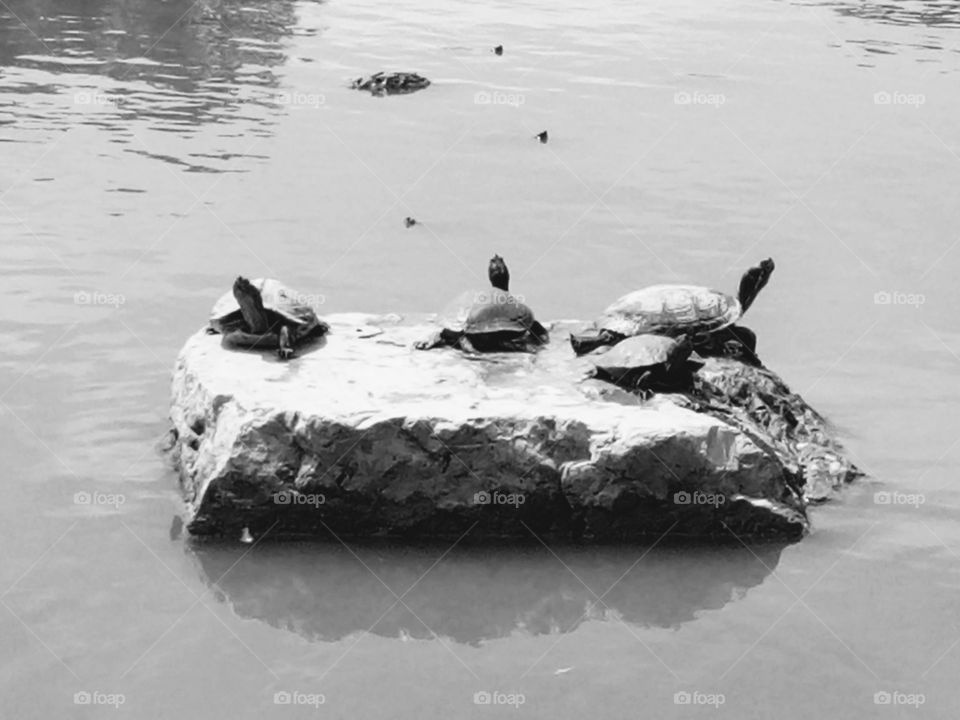 Beautiful turtles on water